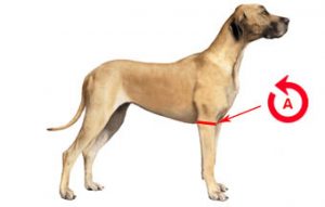 Coussinets de protection pour coudières pour chien – Support respirant pour  hygroma du coude, dysplasie, arthrose, callosités S
